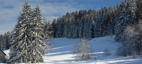 snowy evergreen trees in the Black Forest, Germany